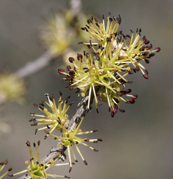  Forestiera phillyreoides