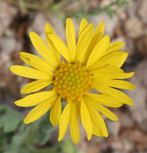  Gaillardia arizonica