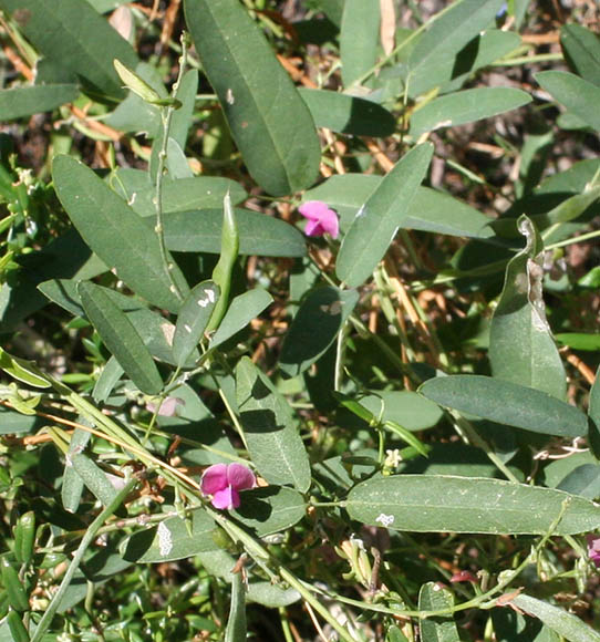  Galactia wrightii