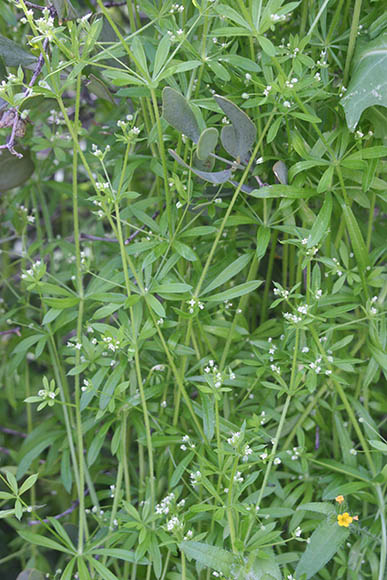  Galium aparine