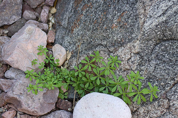  Galium aparine