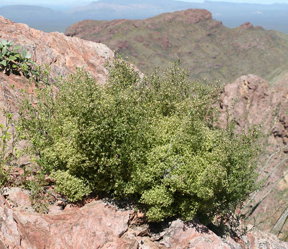  Galium stellatum 