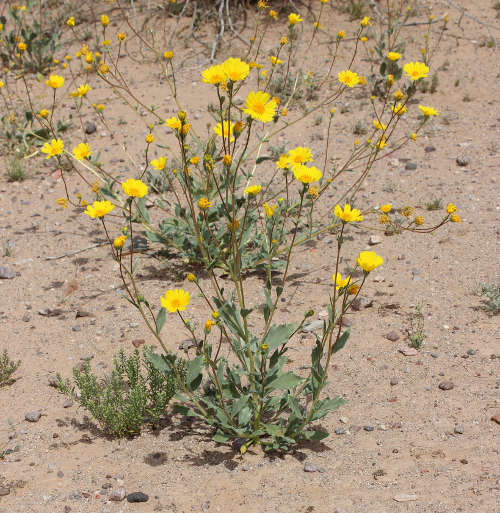  Geraea canescens