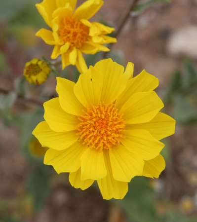  Geraea canescens