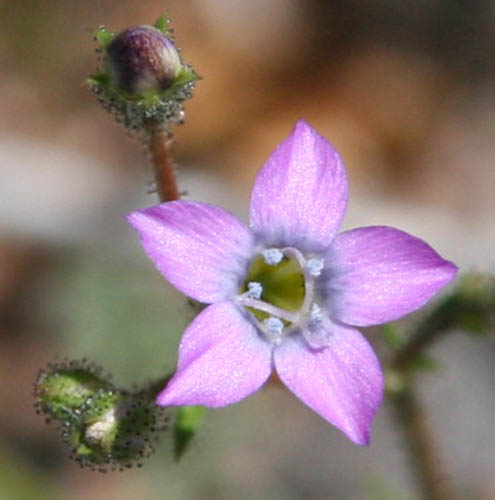  Gilia stellata