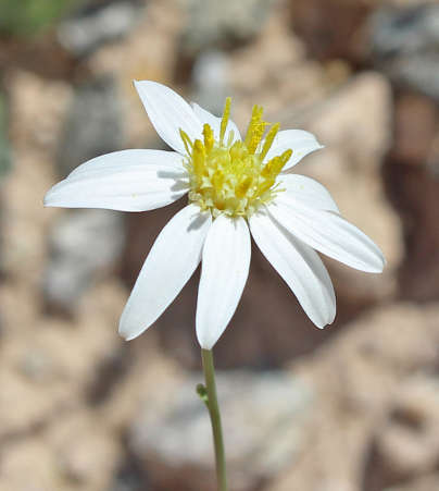  Gutierrezia arizonica