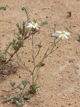  Gutierrezia arizonica