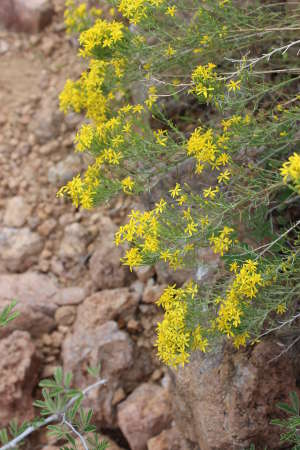  Gutierrezia sarothrae