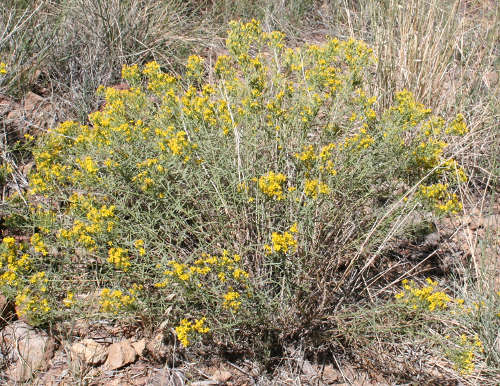  Gutierrezia sarothrae