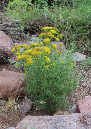  Gymnosperma glutinosum