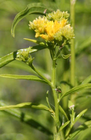  Gymnosperma glutinosum