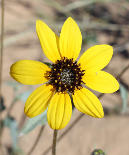  Helianthus niveus ssp.tephrodes