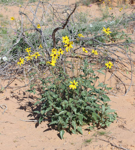  Helianthus niveus ssp.tephrodes