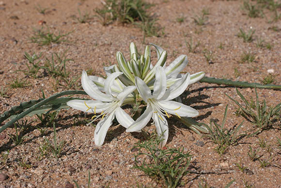  Hesperocallis undulata