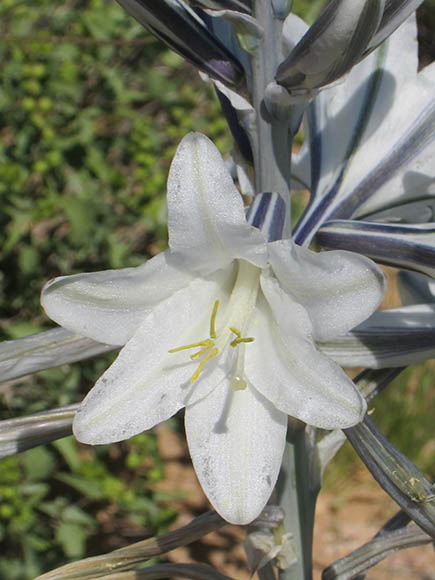  Hesperocallis undulata