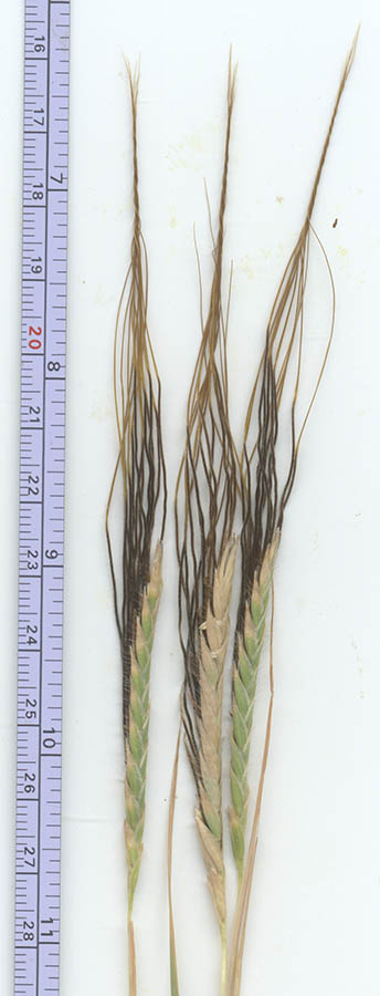  Heteropogon contortus