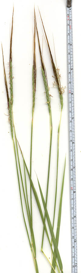  Heteropogon contortus