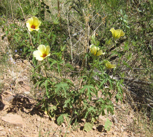  Hibiscus biseptus