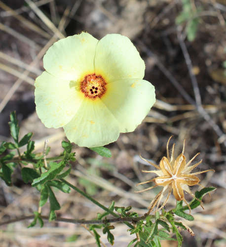  Hibiscus coulteri