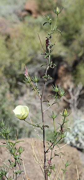  Hibiscus coulteri