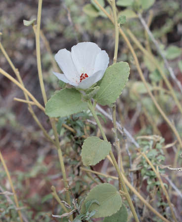  Hibiscus denudatus Bentham