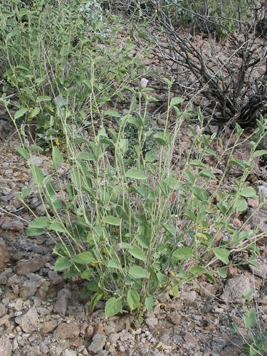  Hibiscus denudatus Bentham