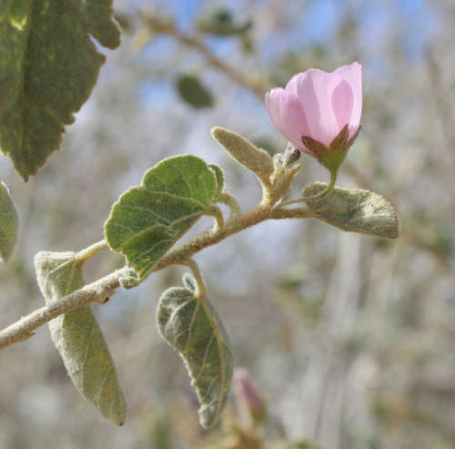  Horsfordia alata