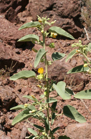  Horsfordia newberryi