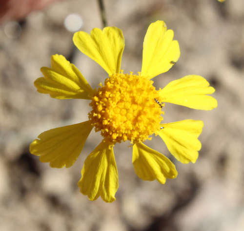  Hymenoxys odorata