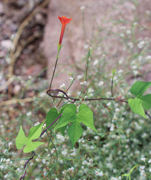  Ipomoea cristulata