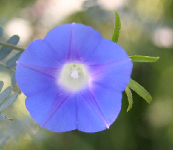  Ipomoea hederacea