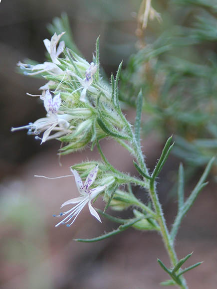  Ipomopsis multiflora