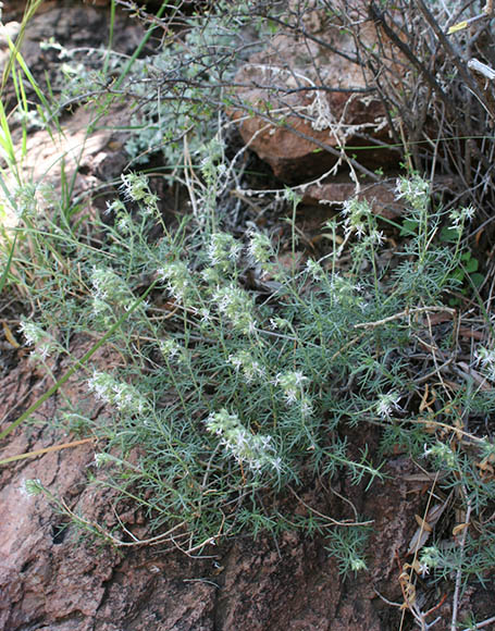  Ipomopsis multiflora