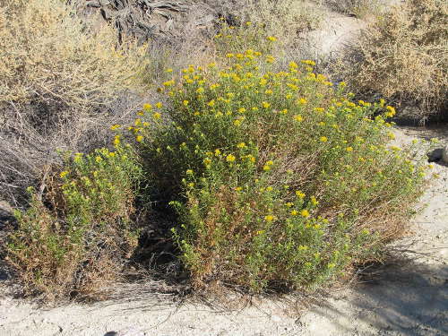  Isocoma acradenia var. acradenia