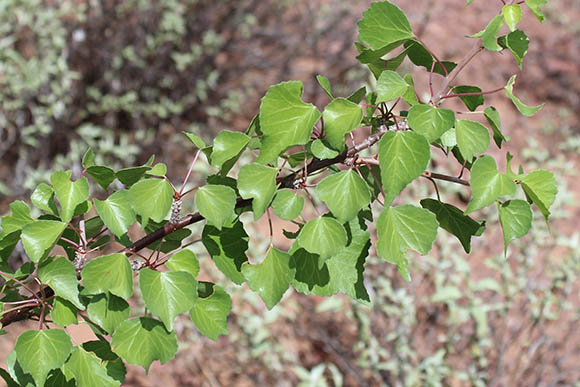  Jatropha cardiophylla