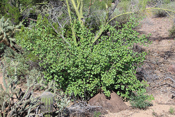  Jatropha cardiophylla