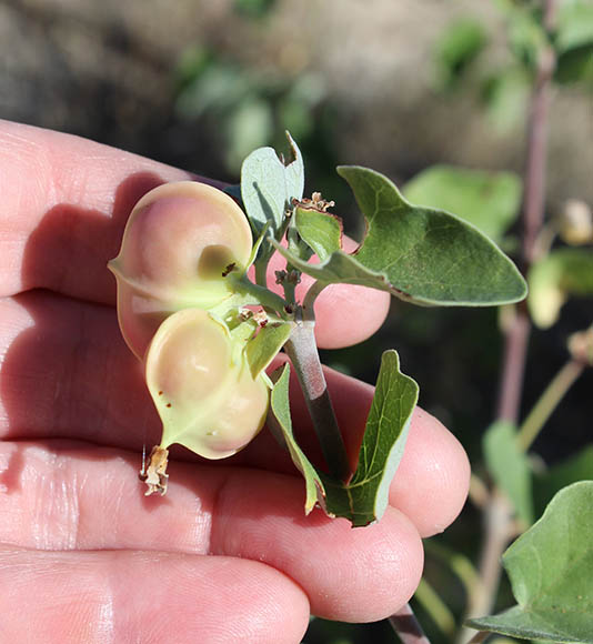  Jatropha cinerea