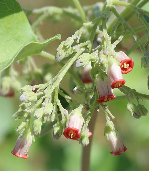  Jatropha cinerea