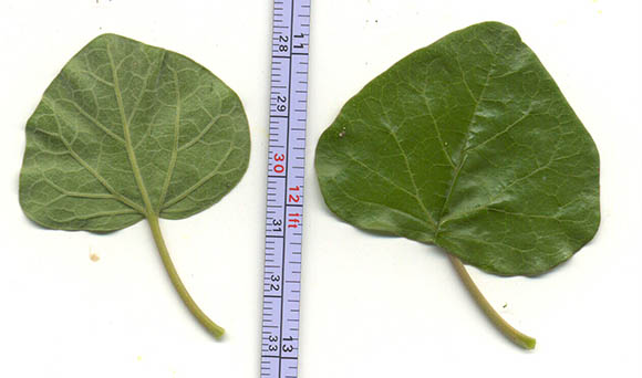  Jatropha cinerea