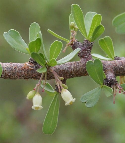  Jatropha cuneata