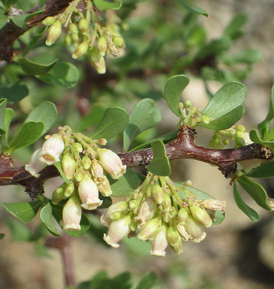  Jatropha cuneata