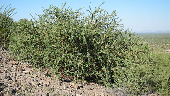  Jatropha cuneata