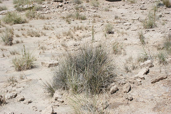  Juncus mexicanus