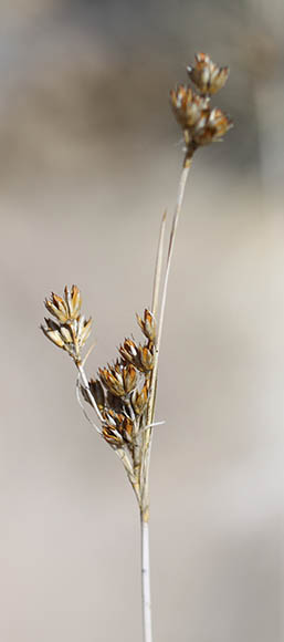  Juncus mexicanus