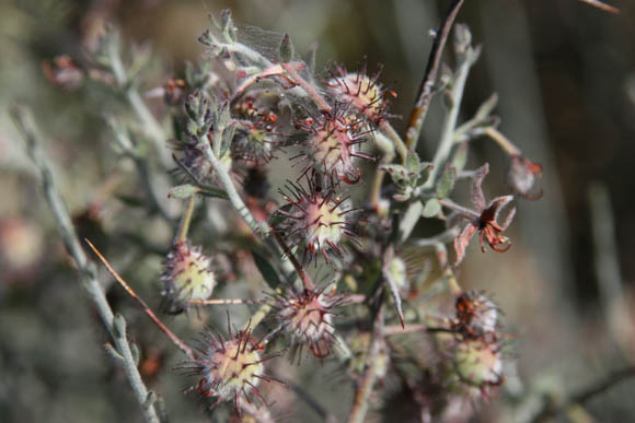  Krameria bicolor