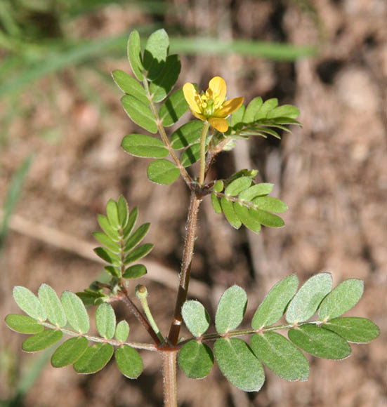  Kallstroemia californica