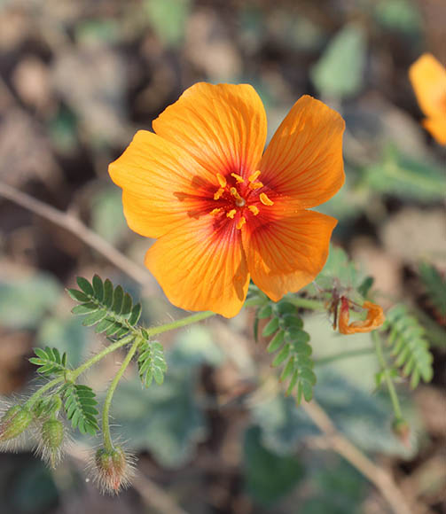  Kallstroemia grandiflora