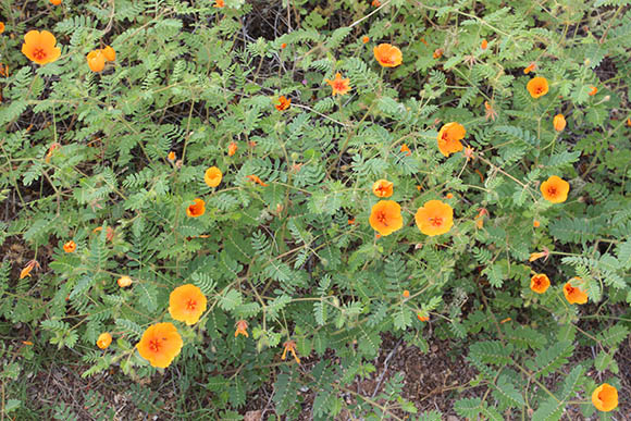  Kallstroemia grandiflora