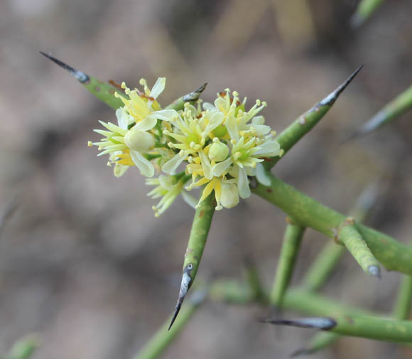  Koeberlinia spinosa var. tenuispina