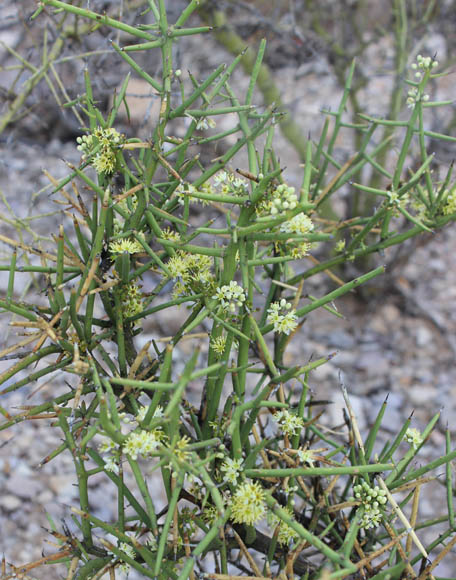  Koeberlinia spinosa var. tenuispina